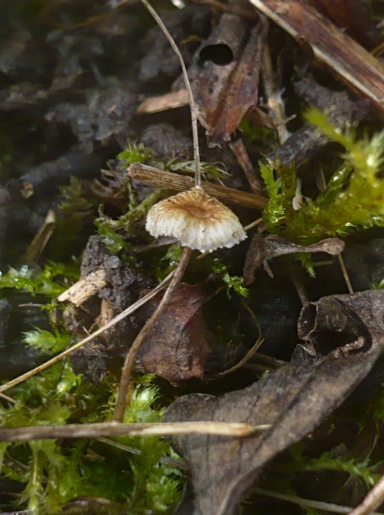 Crinipellis scabella (Crinipellis scabella) — photo mycologique