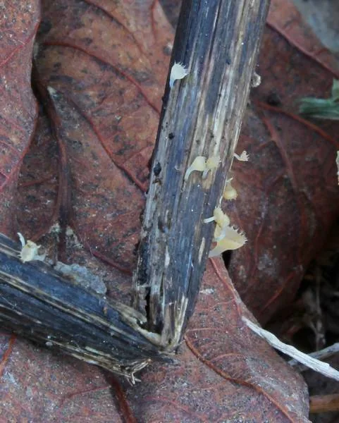 Crocicreas complicatum (Crocicreas complicatum) — photo mycologique