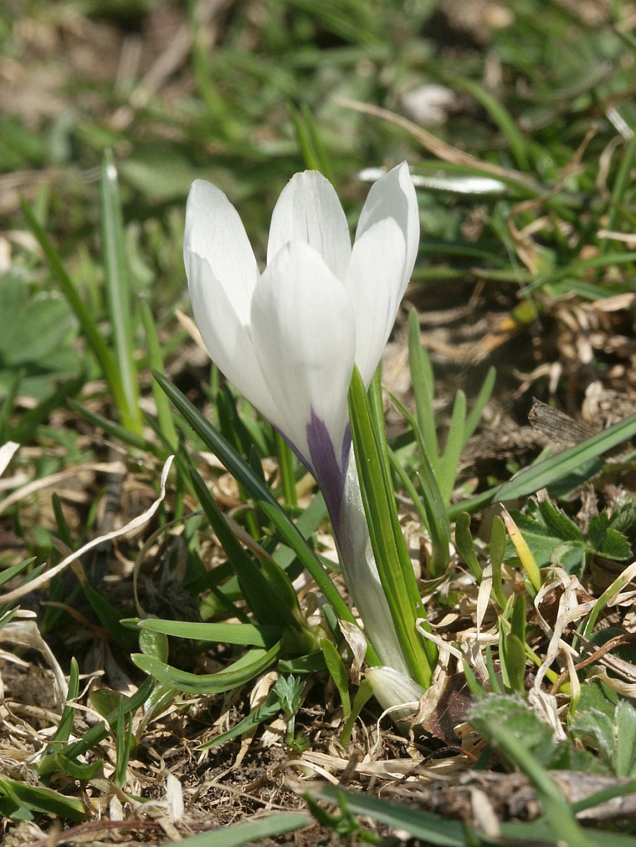 Crocus (Crocus) — photo botanique