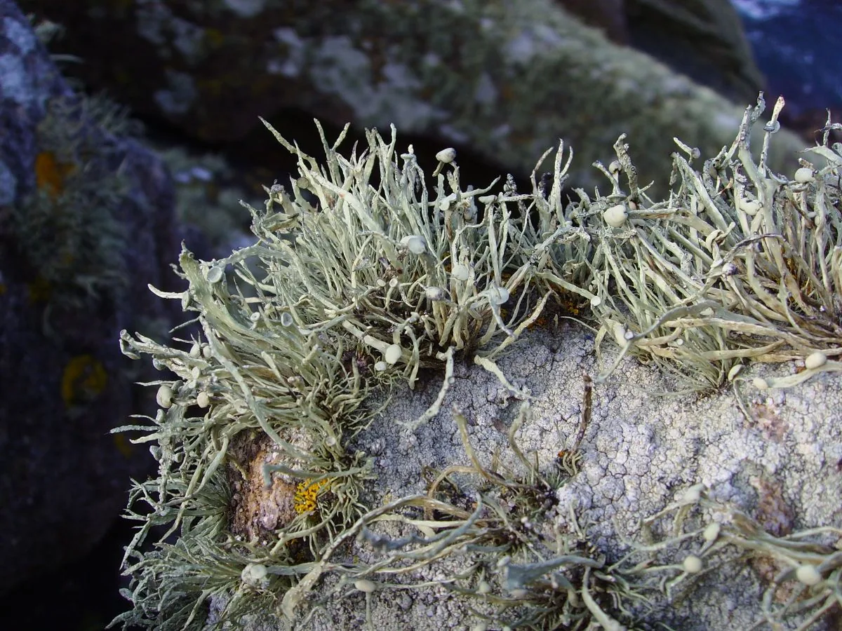 Crocynia fragilis (Crocynia fragilis) — photo mycologique