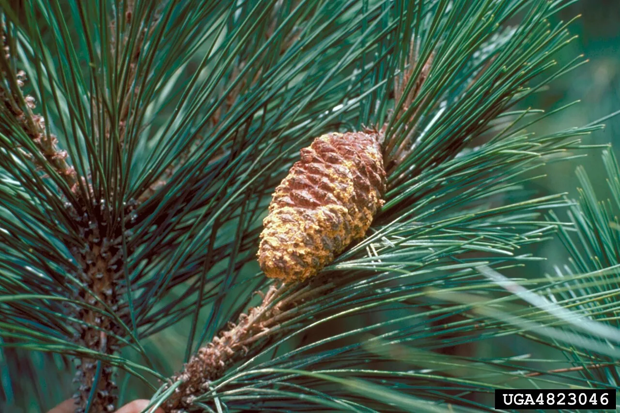 Cronartium conigenum (Cronartium conigenum) — photo mycologique