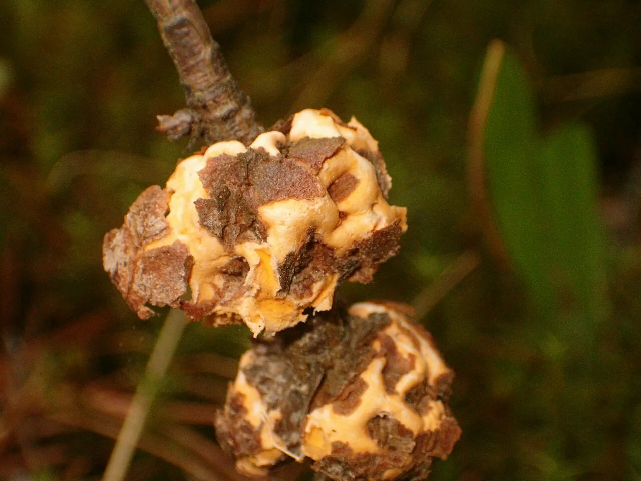 Cronartium quercuum (Cronartium quercuum) — photo mycologique