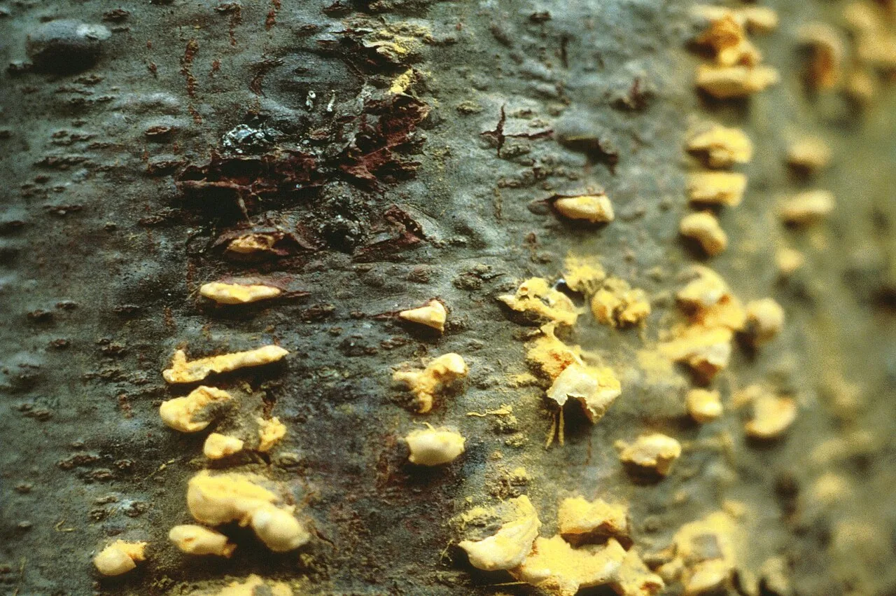 Cronartium sawadae (Cronartium sawadae) — photo mycologique