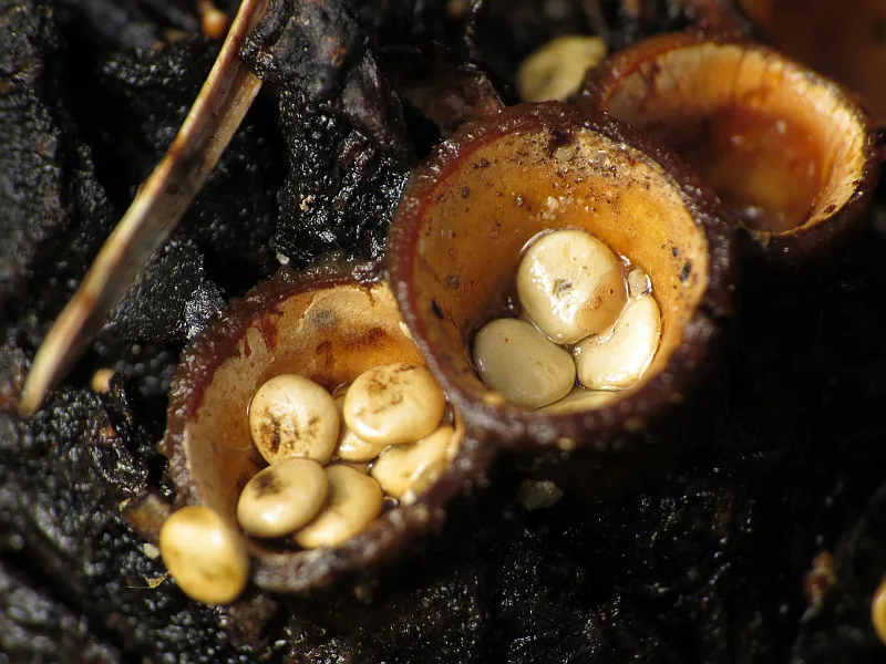 Crucibulum crucibuliforme (Crucibulum crucibuliforme) — photo mycologique