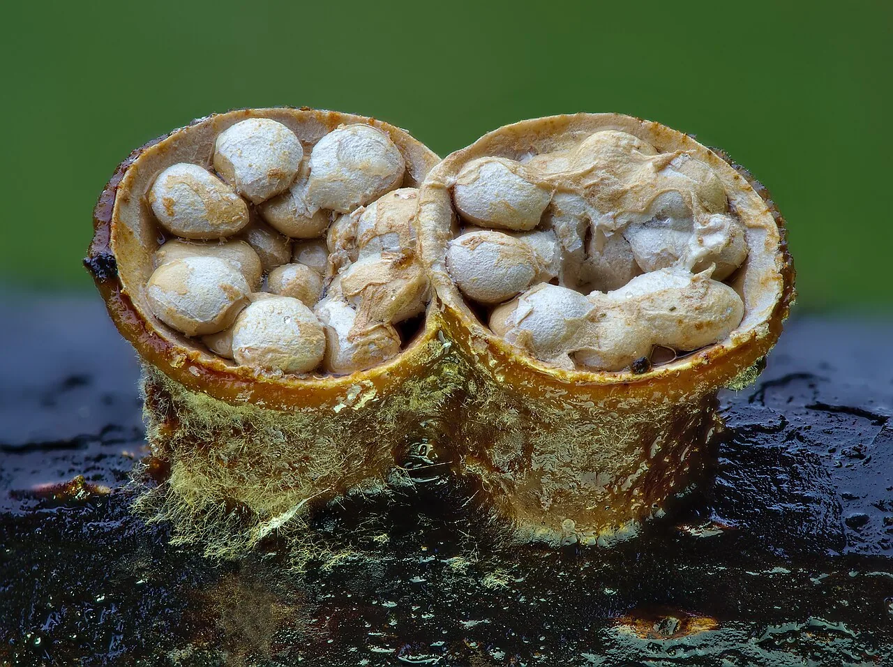 Crucibulum laeve (Crucibulum laeve) — photo mycologique