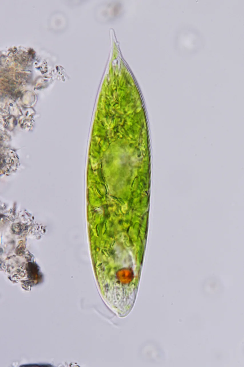 Crumenula sarothamni (Crumenula sarothamni) — photo mycologique