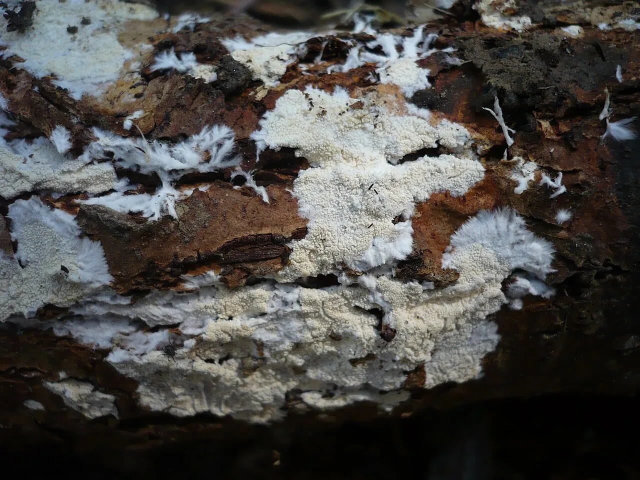 Crustomyces isabellinus (Crustomyces isabellinus) — photo mycologique