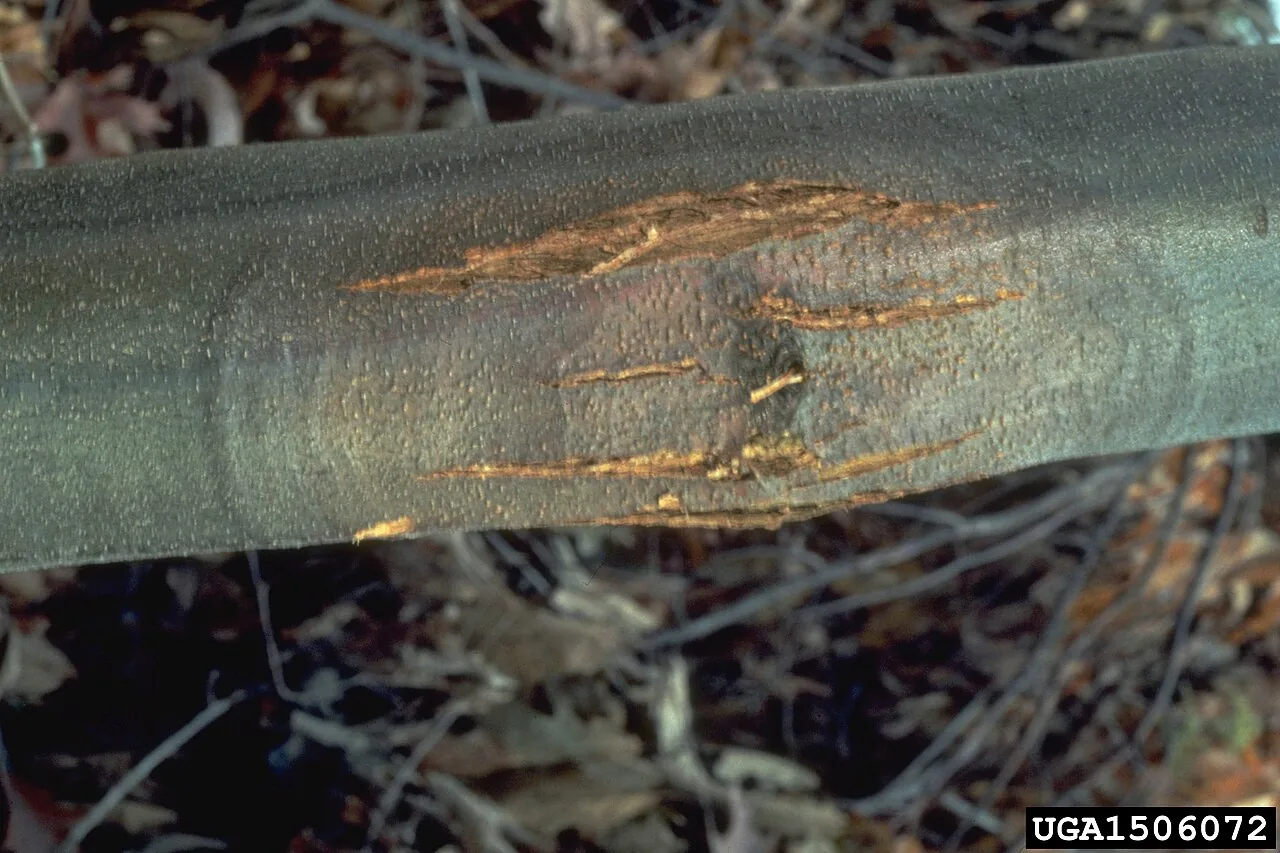 Cryphonectria naterciae (Cryphonectria naterciae) — photo mycologique