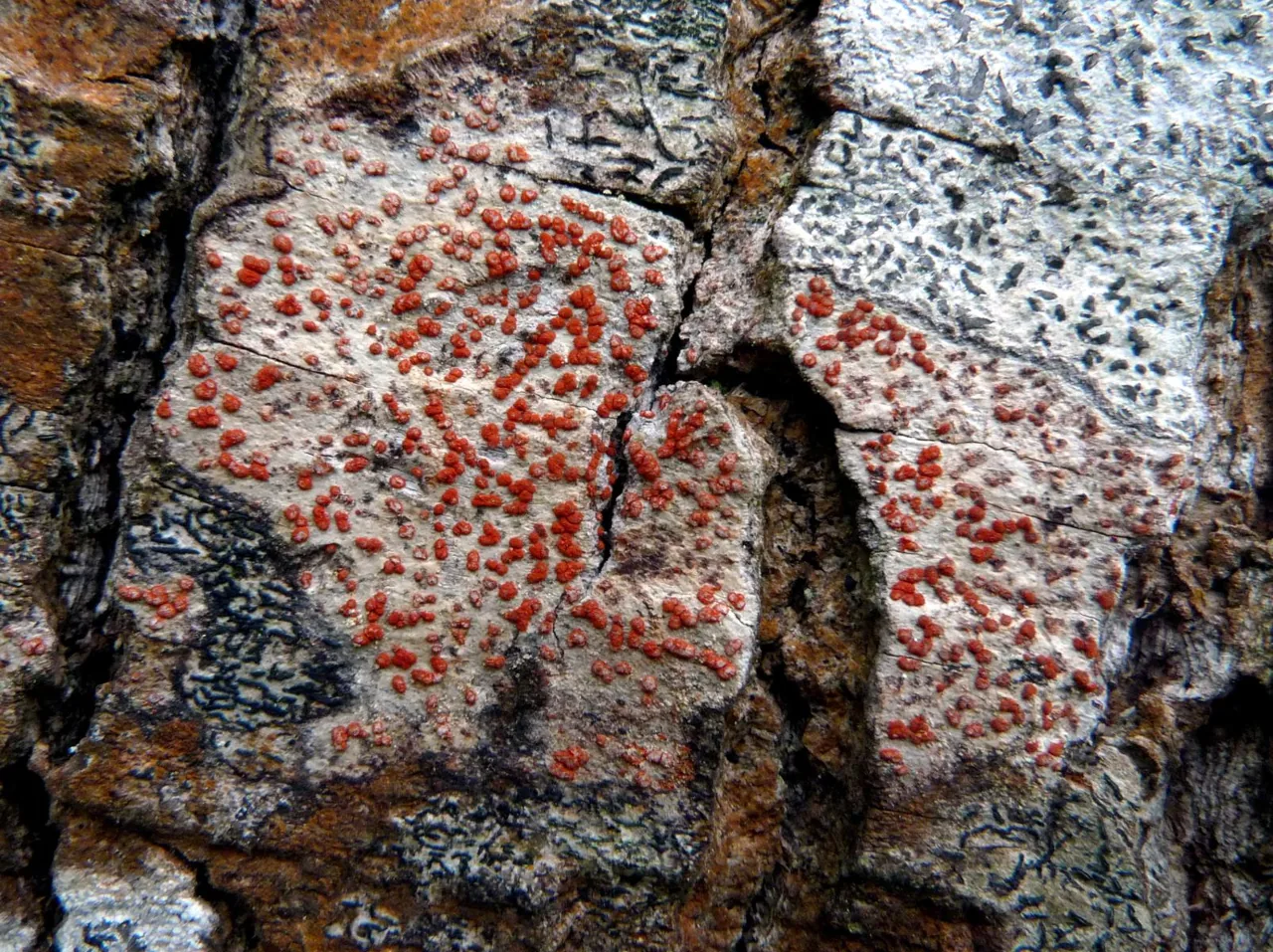 Crypthonia biseptata (Crypthonia biseptata) — photo mycologique