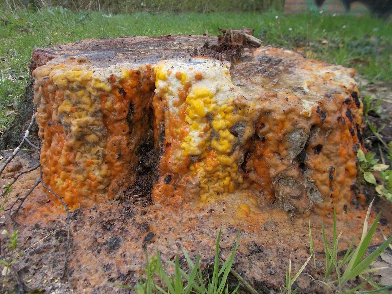 Cryptococcus macerans (Cryptococcus macerans) — photo mycologique