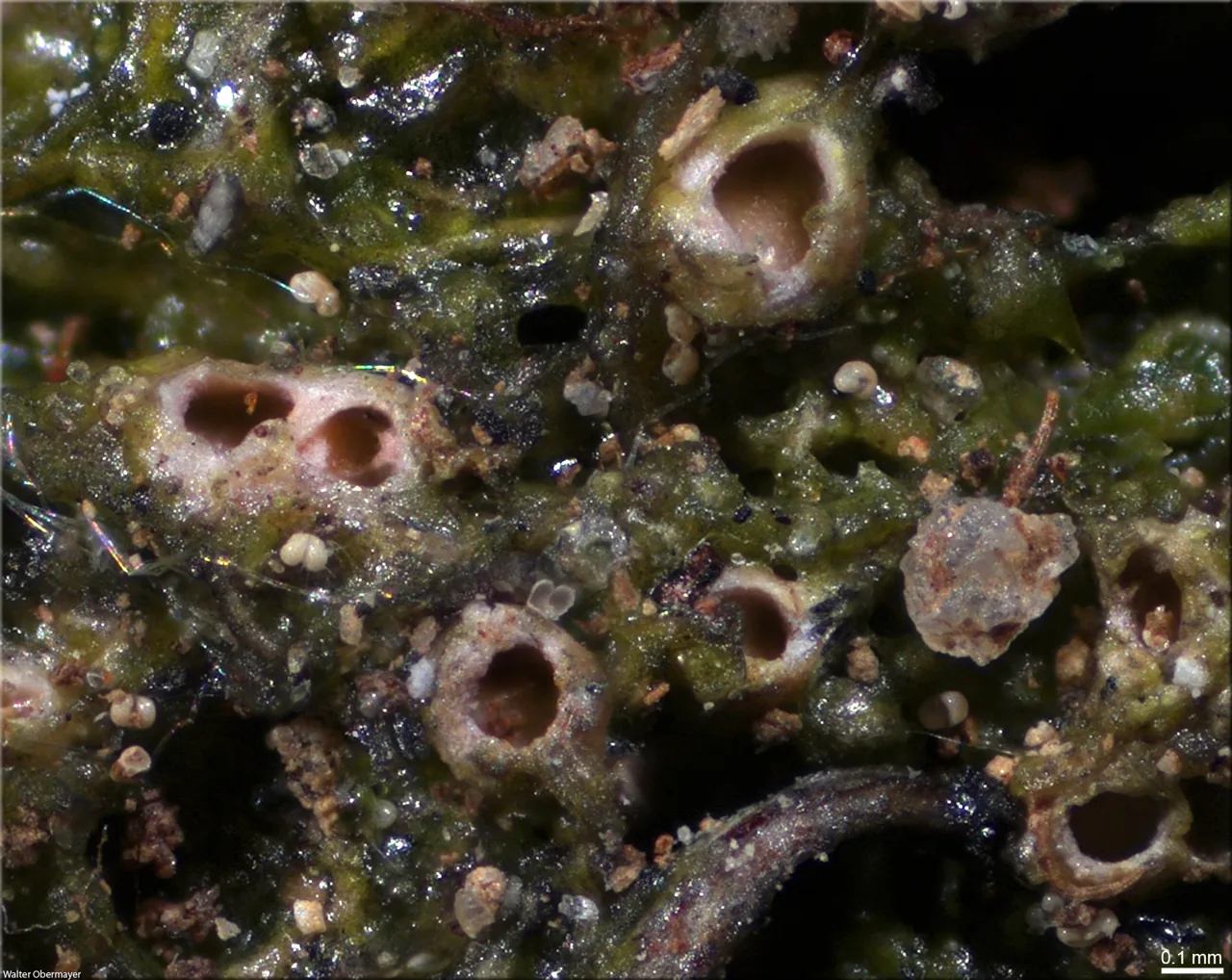 Cryptodiscus disciformis (Cryptodiscus disciformis) — photo mycologique