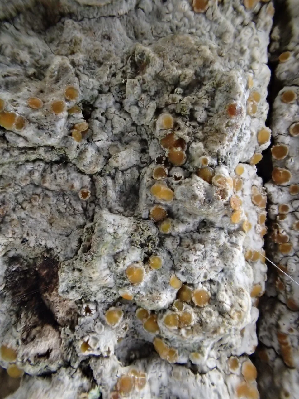 Cryptolechia plurilocularis (Cryptolechia plurilocularis) — photo mycologique