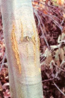 Cryptometrion aestuescens (Cryptometrion aestuescens) — photo mycologique