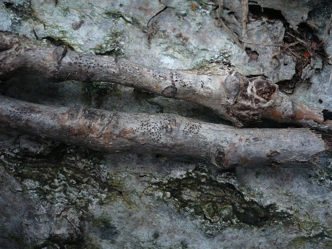 Cryptosphaeria pullmanensis (Cryptosphaeria pullmanensis) — photo mycologique