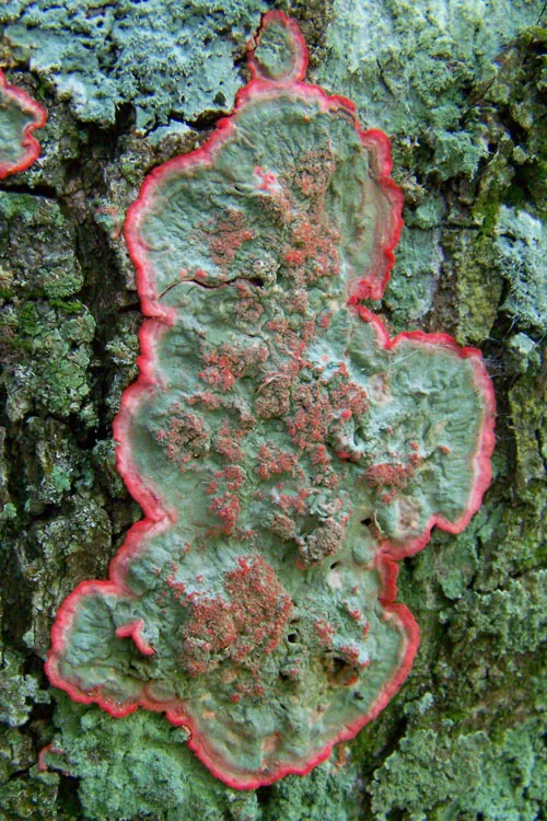 Cryptothecia subtecta (Cryptothecia subtecta) — photo mycologique