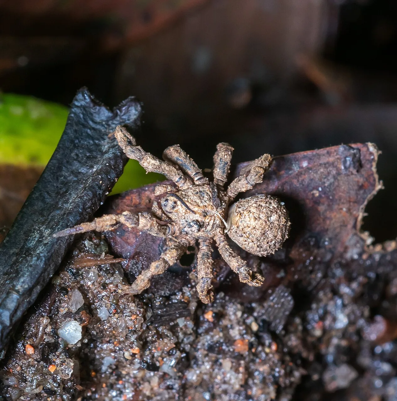 Cryptothele permiscens (Cryptothele permiscens) — photo mycologique