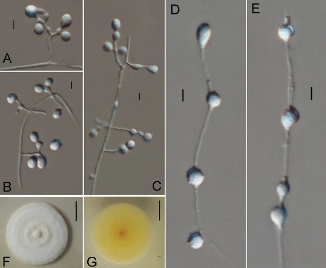 Ctenomyces indicus (Ctenomyces indicus) — photo mycologique