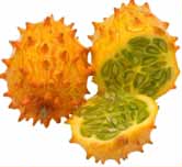 Concombre / Melon (Cucumis) — photo botanique