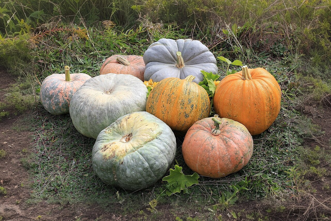 Courge / Courgette (Cucurbita) — photo botanique