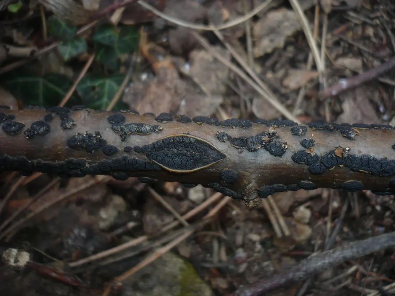 Cucurbitaria oromediterranea (Cucurbitaria oromediterranea) — photo mycologique