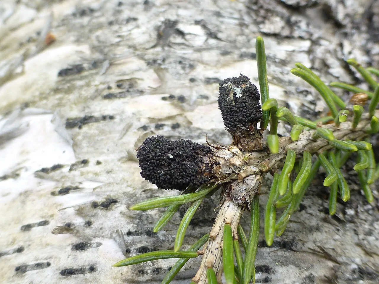 Cucurbitaria piceae (Cucurbitaria piceae) — photo mycologique