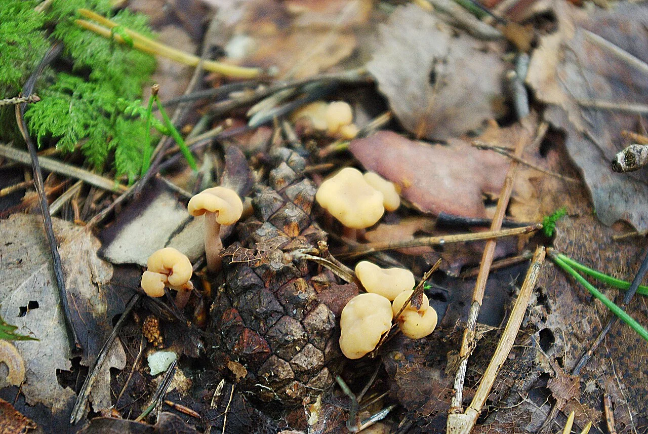 Cudonia circinans (Cudonia circinans) — photo mycologique