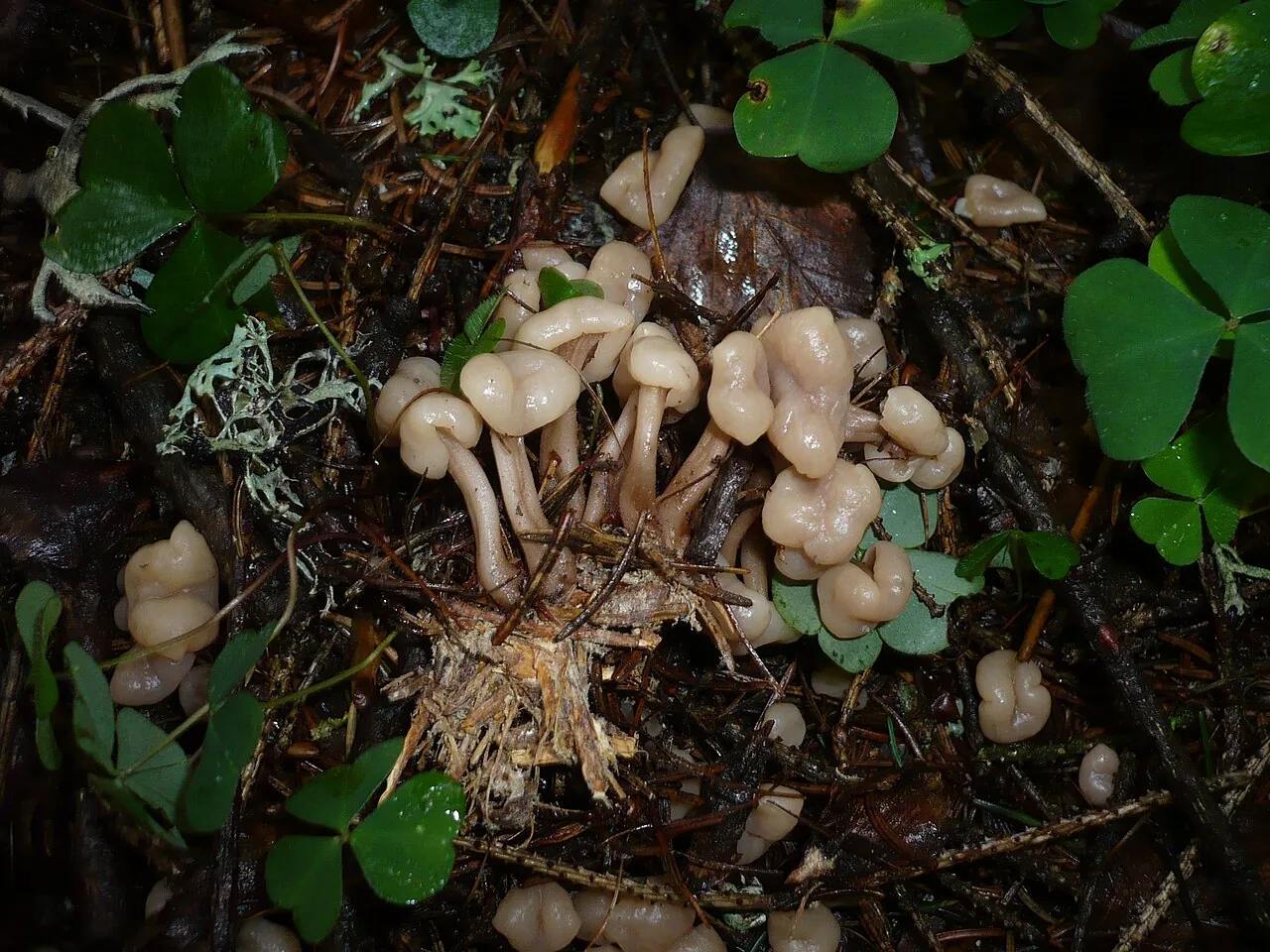Cudonia grisea (Cudonia grisea) — photo mycologique