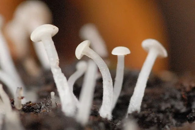 Cudoniella rubicunda (Cudoniella rubicunda) — photo mycologique