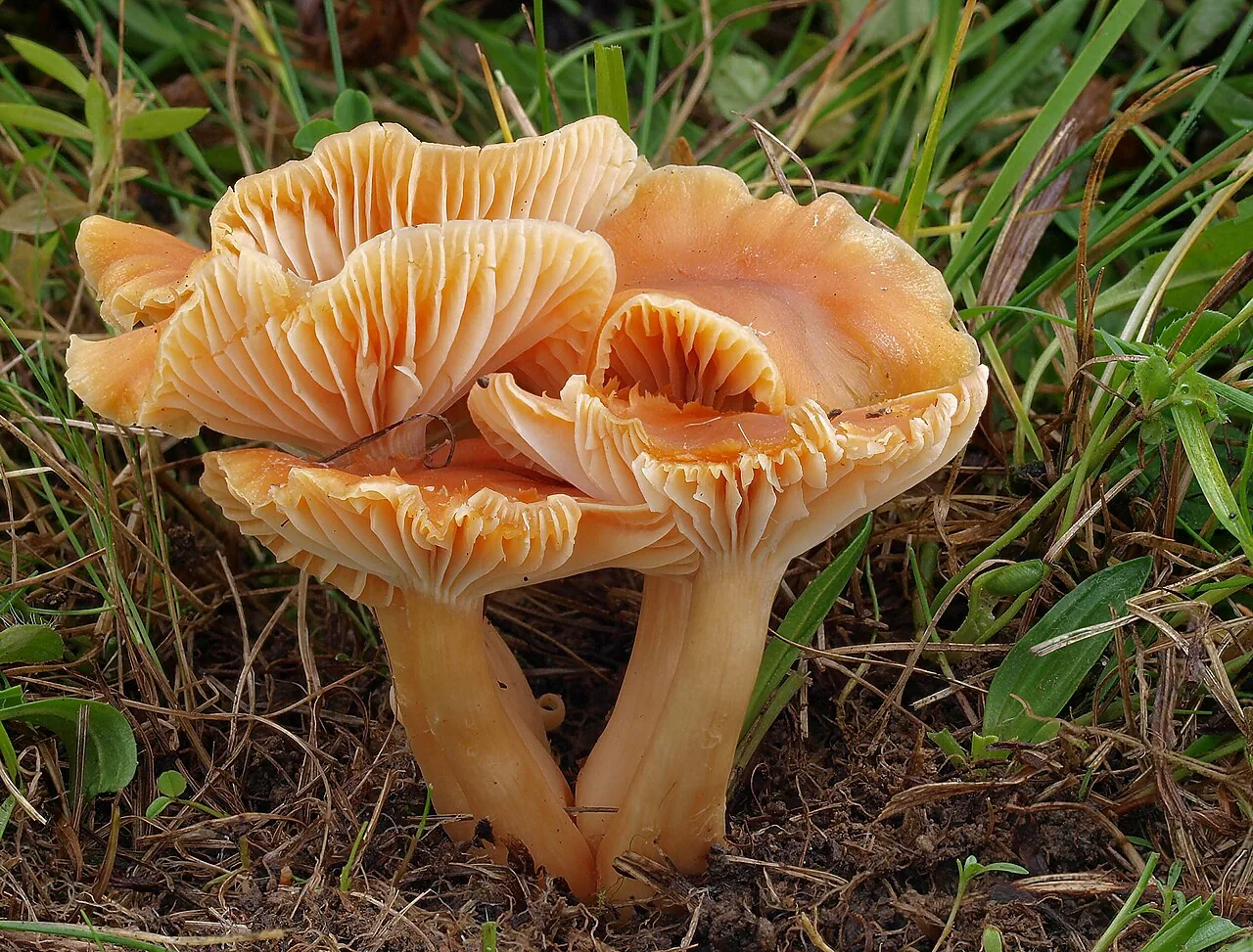 Cuphophyllus cinerellus (Cuphophyllus cinerellus) — photo mycologique