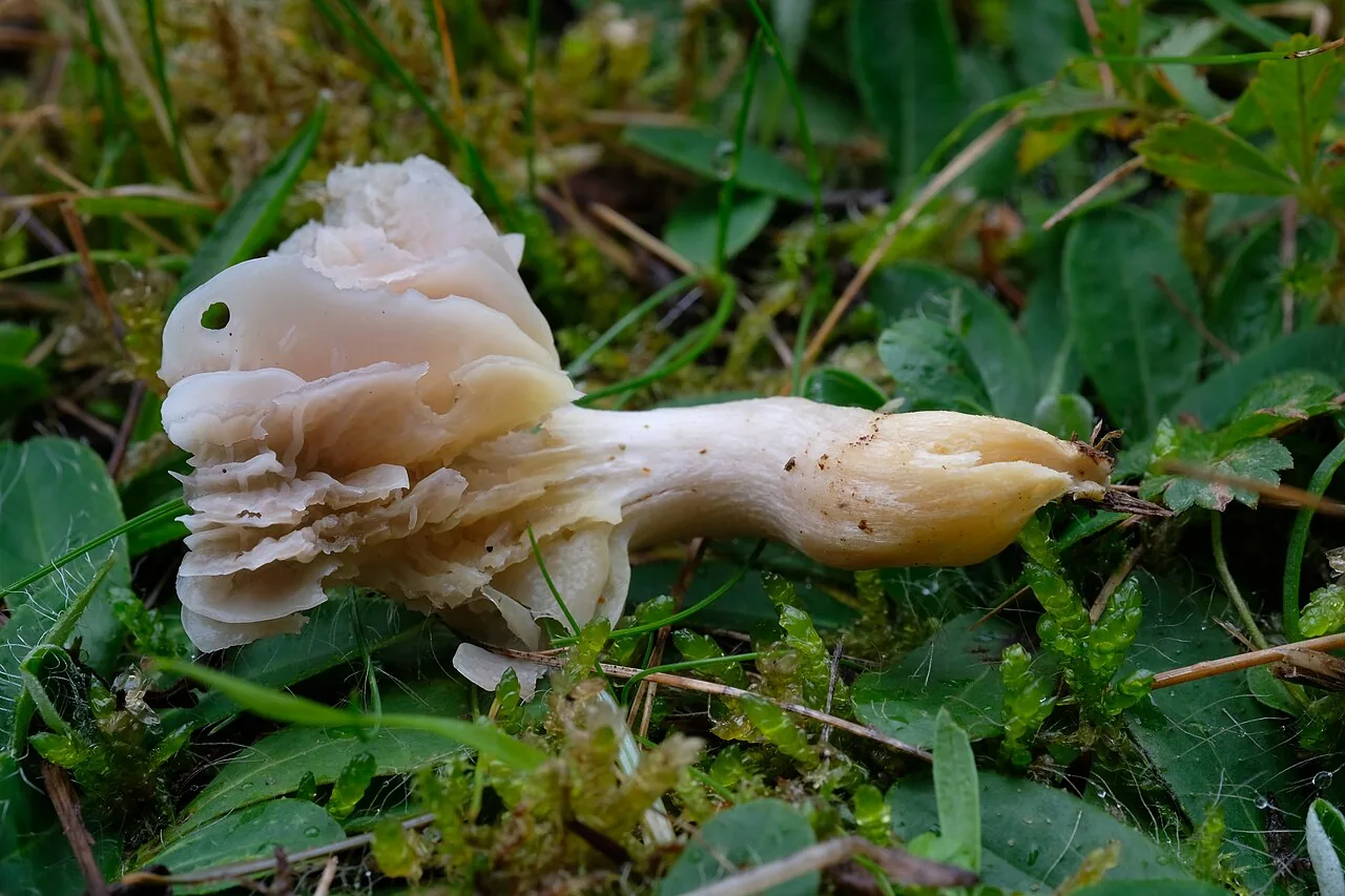 Cuphophyllus flavipes (Cuphophyllus flavipes) — photo mycologique