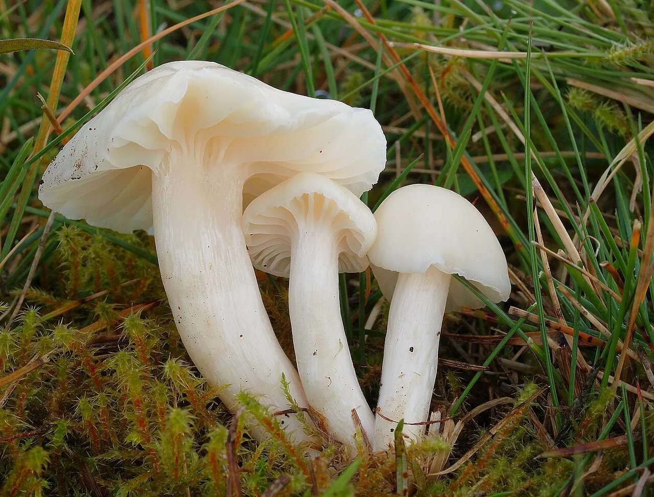 Cuphophyllus virgineus (Cuphophyllus virgineus) — photo mycologique
