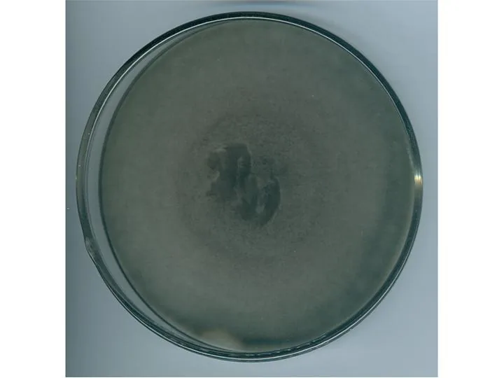 Curvularia oryzae (Curvularia oryzae) — photo mycologique