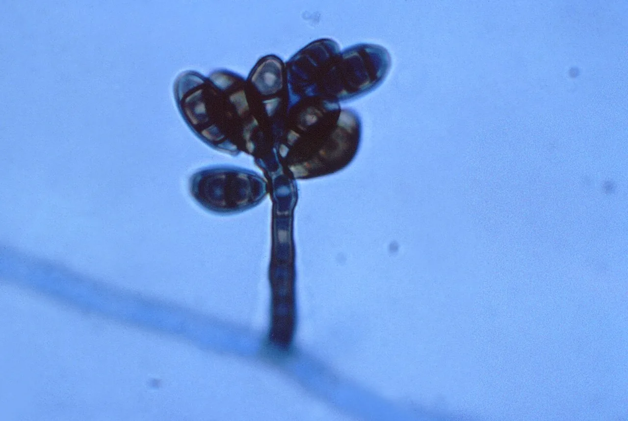 Curvularia stenotaphri (Curvularia stenotaphri) — photo mycologique
