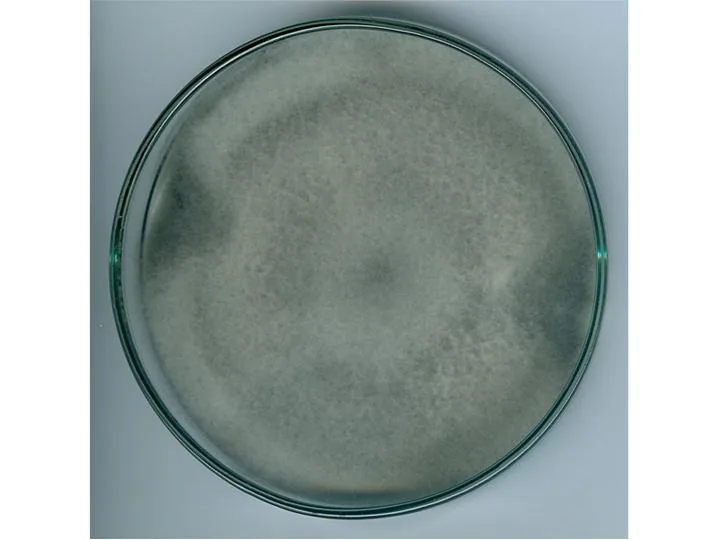 Curvularia verruciformis (Curvularia verruciformis) — photo mycologique