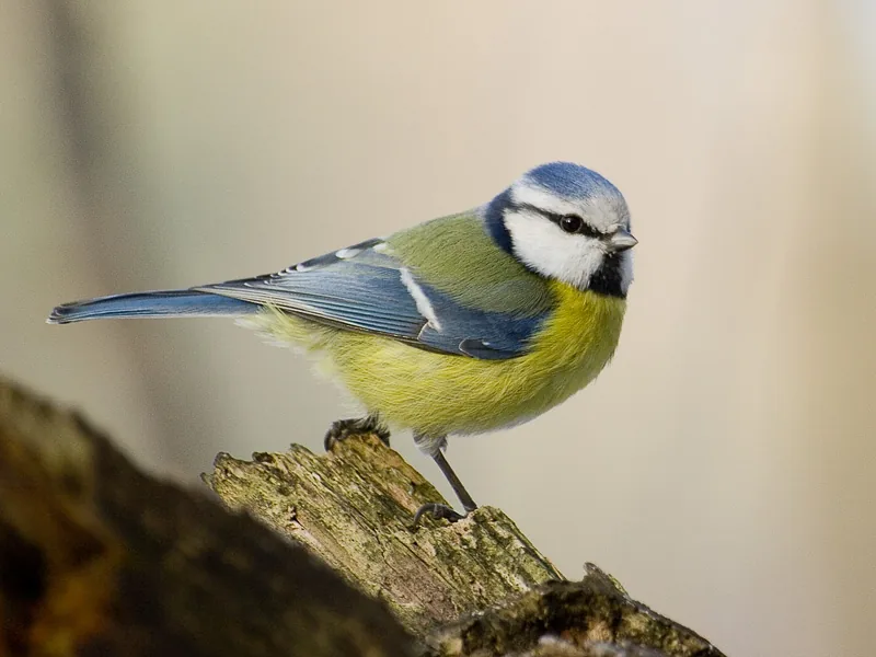 Mésange bleue (Cyanistes caeruleus) — photo vertébré