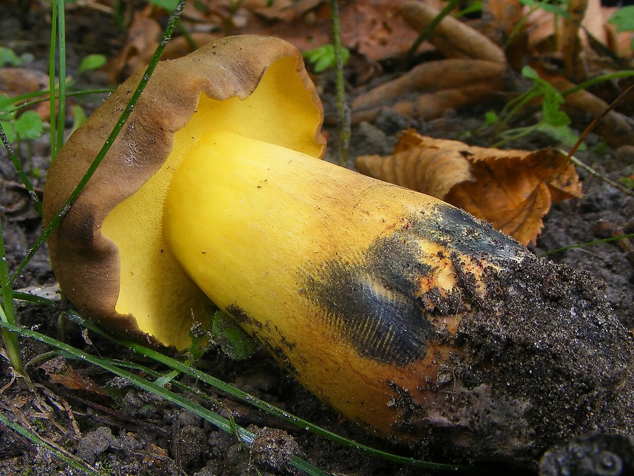 Cyanoboletus cyaneitinctus (Cyanoboletus cyaneitinctus) — photo mycologique