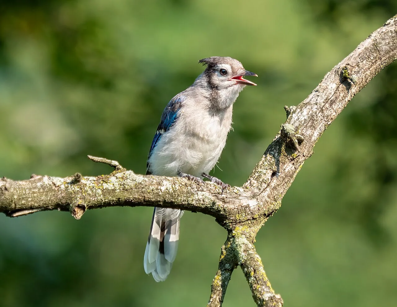 Geai bleu (Cyanocitta cristata) — photo vertébré