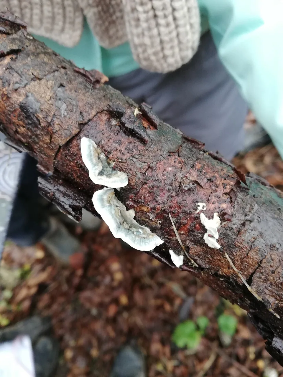 Cyanosporus alni (Cyanosporus alni) — photo mycologique
