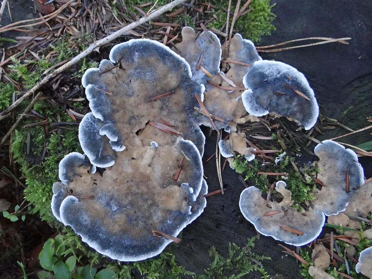 Cyanosporus cyanescens (Cyanosporus cyanescens) — photo mycologique