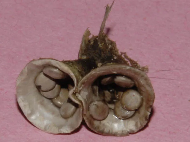Cyathus olla (Cyathus olla) — photo mycologique