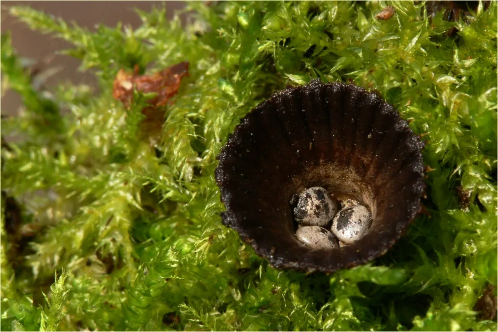 Cyathus pallidus (Cyathus pallidus) — photo mycologique