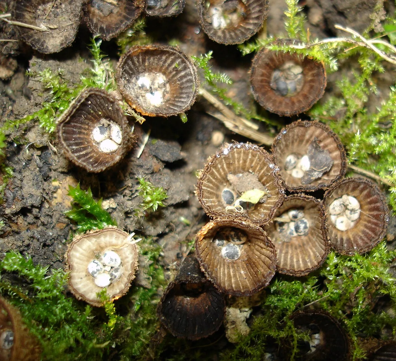 Cyathus striatus (Cyathus striatus) — photo mycologique