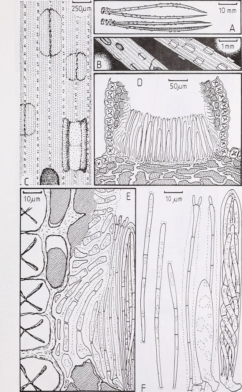 Cyclaneusma minus (Cyclaneusma minus) — photo mycologique