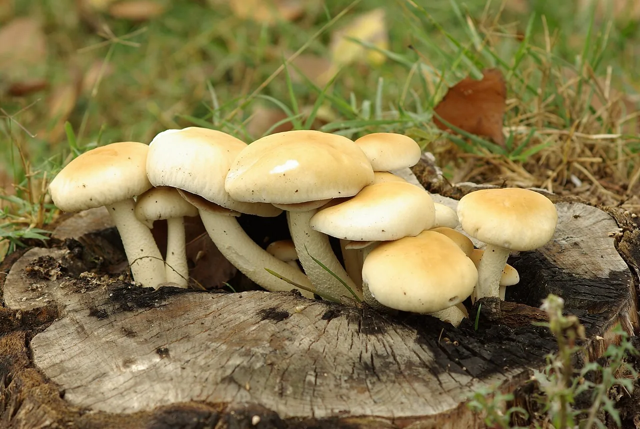 Cyclocybe cylindracea (Cyclocybe cylindracea) — photo mycologique
