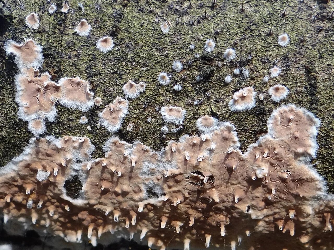 Cylindrobasidium laeve (Cylindrobasidium laeve) — photo mycologique