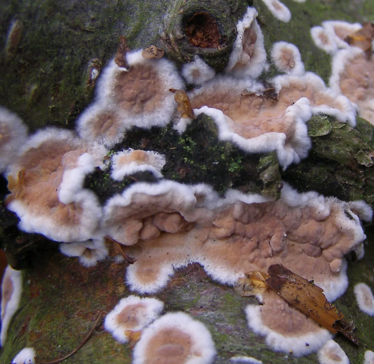Cylindrobasidium parasiticum (Cylindrobasidium parasiticum) — photo mycologique
