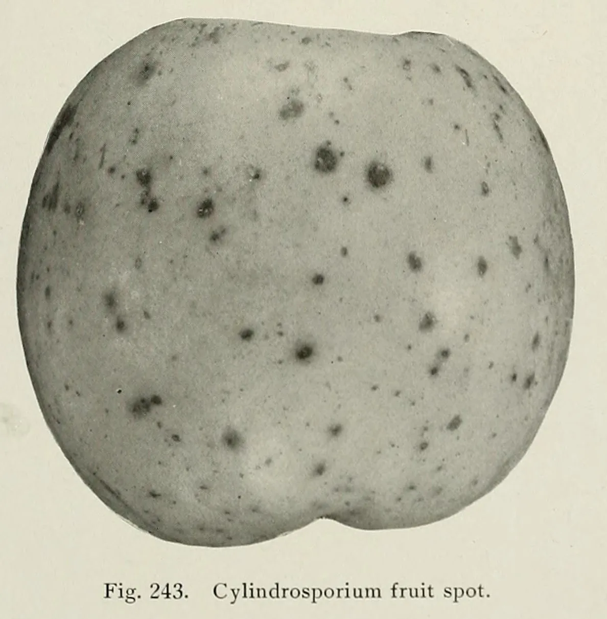 Cylindrosporium thalictrinum (Cylindrosporium thalictrinum) — photo mycologique