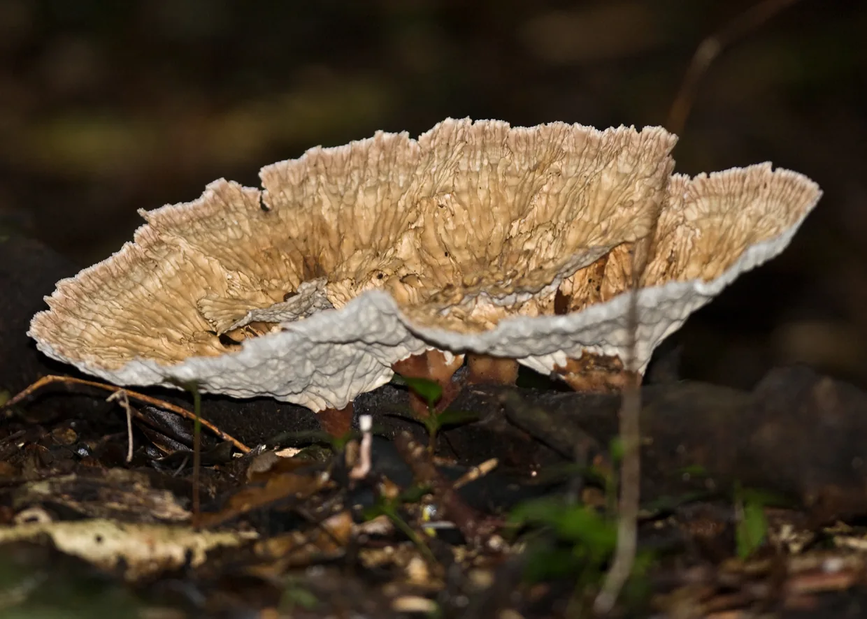 Cymatoderma blumei (Cymatoderma blumei) — photo mycologique