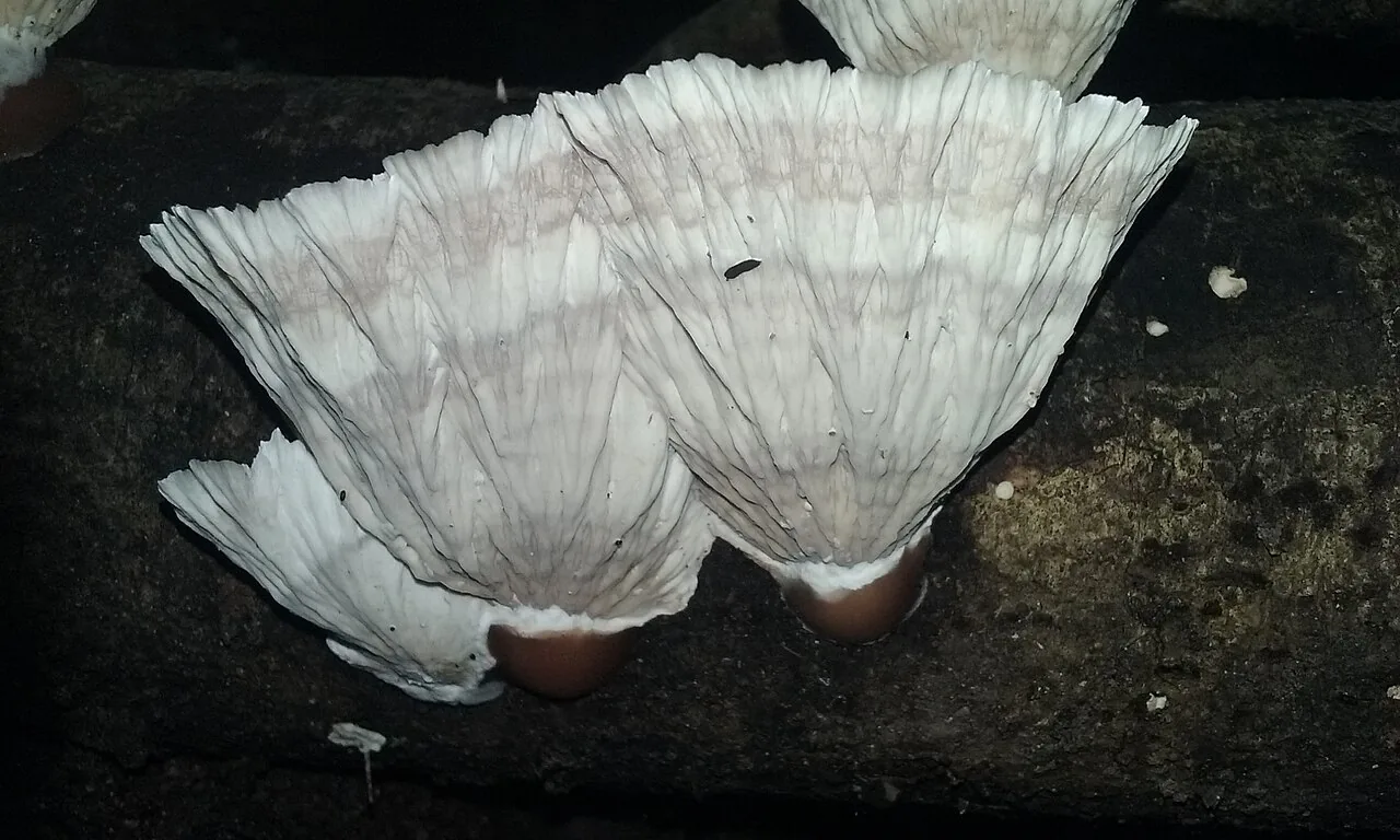 Cymatoderma dendriticum (Cymatoderma dendriticum) — photo mycologique