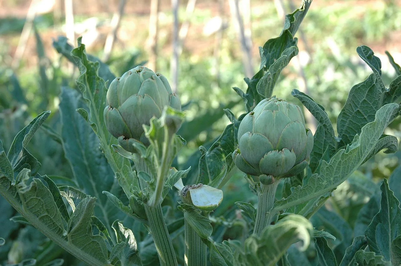 Artichaut (Cynara cardunculus scolymus) : photo botanique